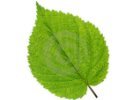 Icon for Identify Tree Leaves