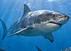 Icon for Sharks